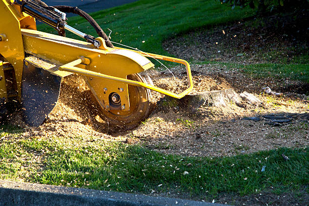 Best Tree Trimming Near Me  in USA